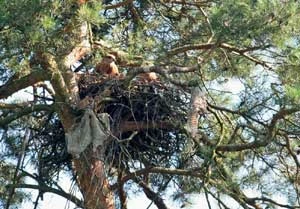 Młode kani rudej przed wylotem z gniazda. Fot. Dariusz Anderwald