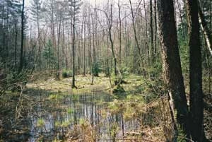 
Okalające Rospudę bagna w Puszczy Augustowskiej. Fot. Adam Bohdan
