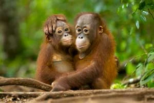 
Młode orangutany. Projekt Nyaru Menteng zakłada reintrodukcję orangutanów na Borneo. Fot. Markus Mauthe / Greenpeace
