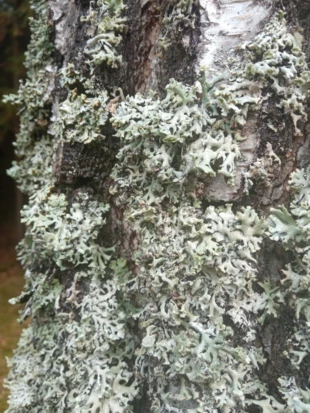 Bujna plecha pustułki pęcherzykowatej zwarcie obrosła brzozę. Fot. Bartosz Świątek