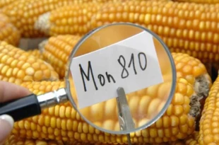 
Kukurydza MON810 to jedna z dwóch roślin GM, których uprawa jest dopuszczona na terenie UE
