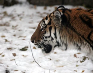 
Duch tajgi – choć może osiągać nawet 3 metrów długości, tygrys potrafi przemierzać las niezauważony. Fot. zoosnow
