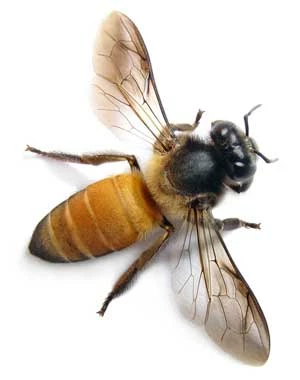 
Honey Bee Macro. Fot. Wildxplorer, flickr.com
