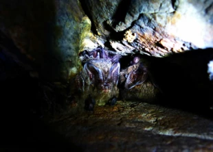 Mopki. Gatunek Natura 2000. Decyzją Rady Gminy w Zagnańsku ich największe w świętokrzyskim zimowisko nie będzie chronione jako użytek ekologiczny. Fot. Łukasz Misiuna
