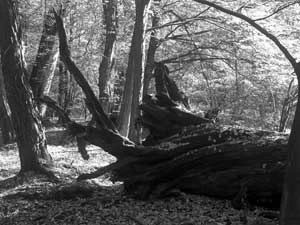 Fot. Kaj Romeyko-Hurko