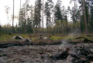 
Dogorywające siedlisko zgniotka cynobrowego i zagłebka bruzdkowanego, oddział 454 Nadleśnictwo Białowieża. Fot. Adam Bohdan
