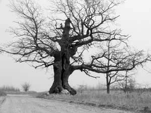 Natura – kultura. Miejscowa legenda głosi, że pozostawiono ten dąb, żeby ludzie wiedzieli dokąd sięgała Puszcza. Fot. Janusz Korbel