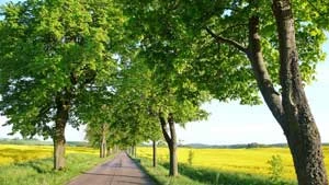 Klony i lipy rosnące przy drodze Mrągowo – Święta Lipka. Fot. Krzysztof A. Worobiec