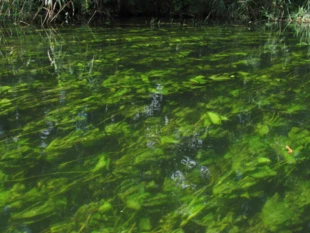 Głębiny wód, nad którymi świętowano Kupalnockę, pełne były niebezpiecznych istot demonicznych.