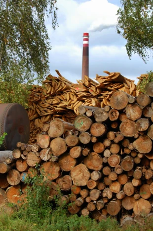 Biomasa. Fot. Ulrich Mueller, dreamstime.com