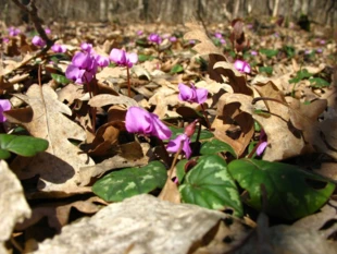 Cyklameny Kuzniecowa w Krymskim Zapowiedniku. Fot. D. Inozemcewa