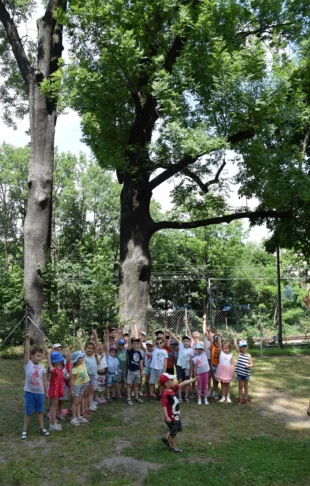 
Dzieci z pobliskiego przedszkola nie zgadzają się na wycinkę drzew dających cień i schronienie ptakom. Fot. Grzegorz Ptak
