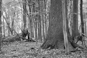 Pomnikowy świerk w rez. Szczekotowo o obw. 365 cm. Fot. Janusz Korbel