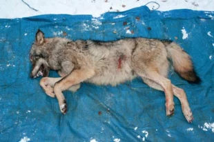 
Wilk zabity, znaleziony na terenie Wigierskiego Parku Narodowego w styczniu 2016 r. Fot. Maciej Romański, Wigierski Park Narodowy
