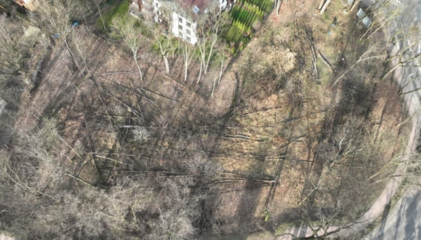 Wycinka w Milanówku, fot. Anna Płażewska