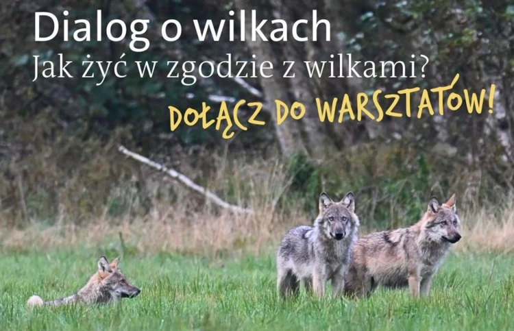 Dialog-o-wilkach-warsztaty-2025-kadr