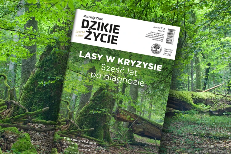 2026-03-www-dz_1200x800