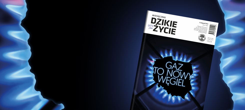 Listopadowe Dzikie Życie już dostępne