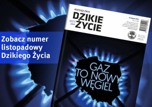 Listopadowe wydanie Dzikiego Życia już dostępne