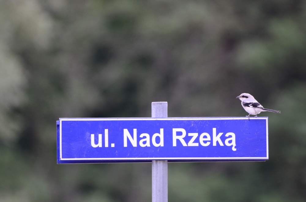 Obrazek
