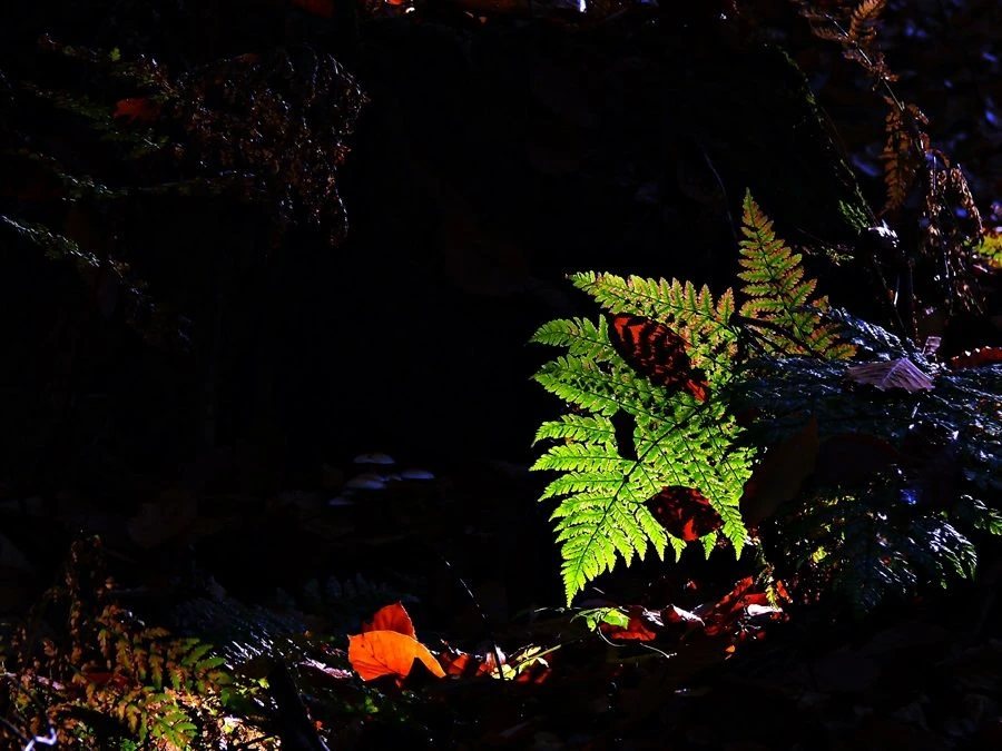 Dno lasu. Fot. Łukasz Misiuna