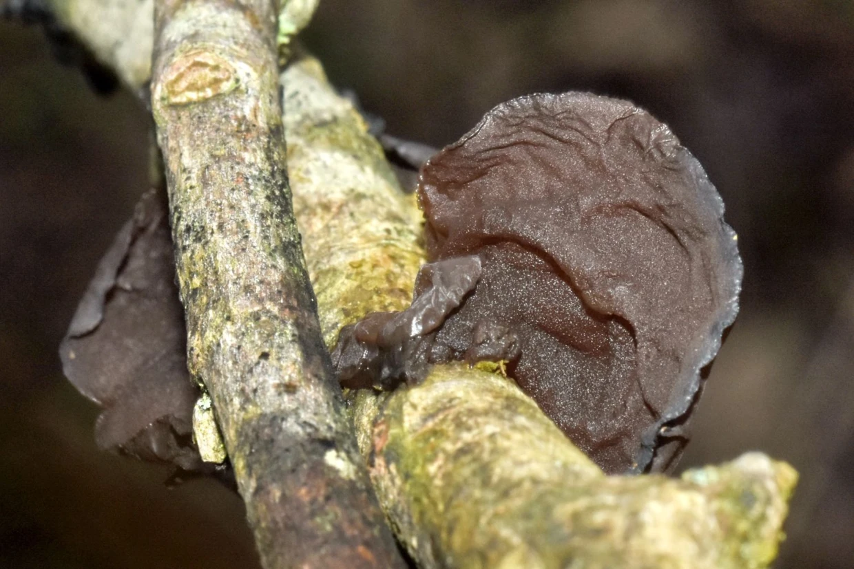 Kisielnica wierzbowa (Exidia recisa) na gałęzi wierzby, 31.12.2022 r. Gatunek rzadki, zagrożony wymarciem na Czerwonej Liście Macromycetes. Fot. Marcin Wilga