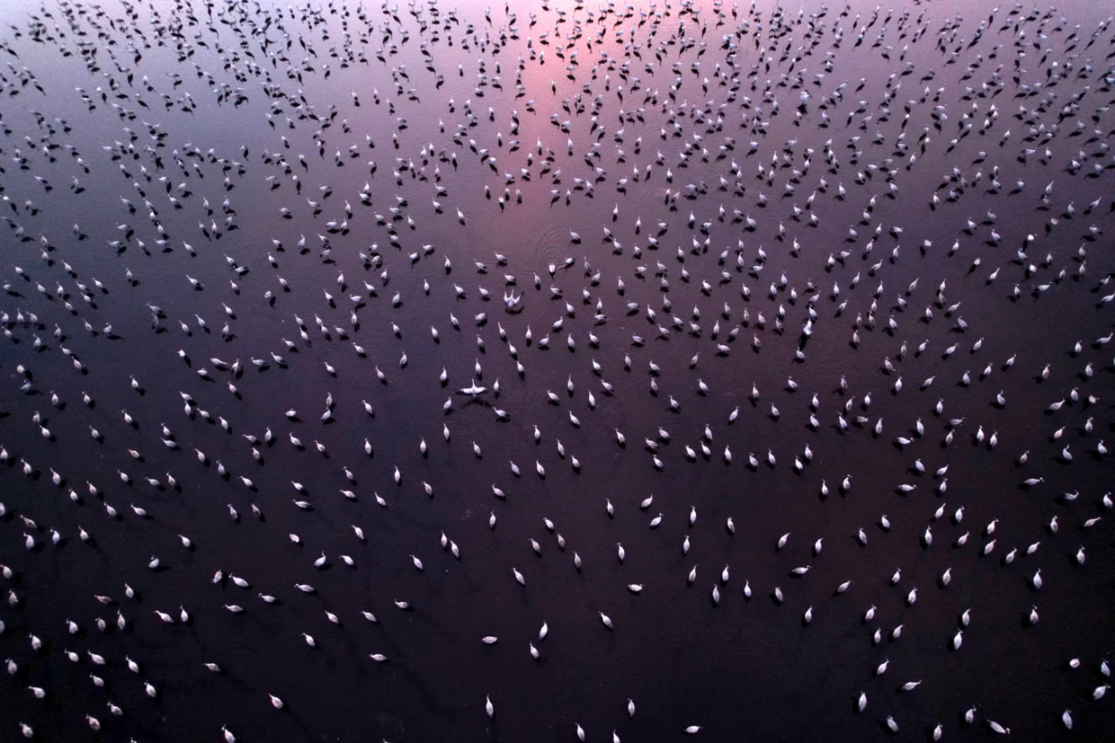 Park Narodowy Ujście Warty. Fot. Piotr Chara