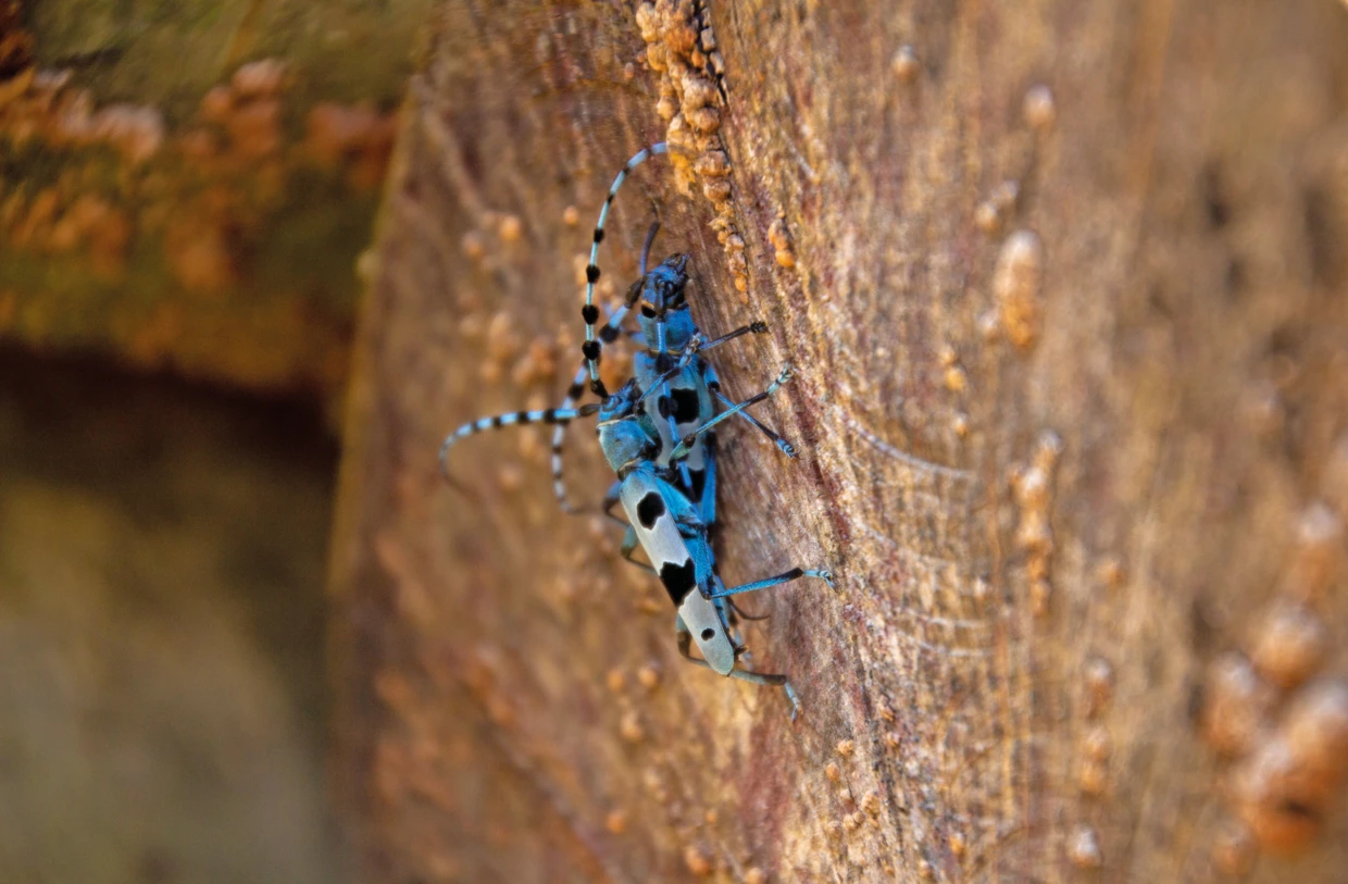 Michał Grzywa - nadobnica alpejska