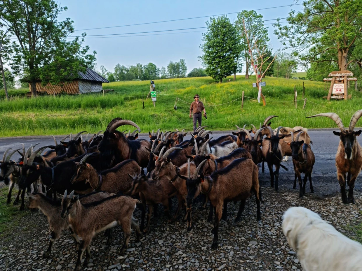 Stado kóz z hodowli gospodarstwa ekoagroturystycznego małżeństwa Wentułów. Fot Archiwum „Przedbieszczady w Dolinie Wisłoka”