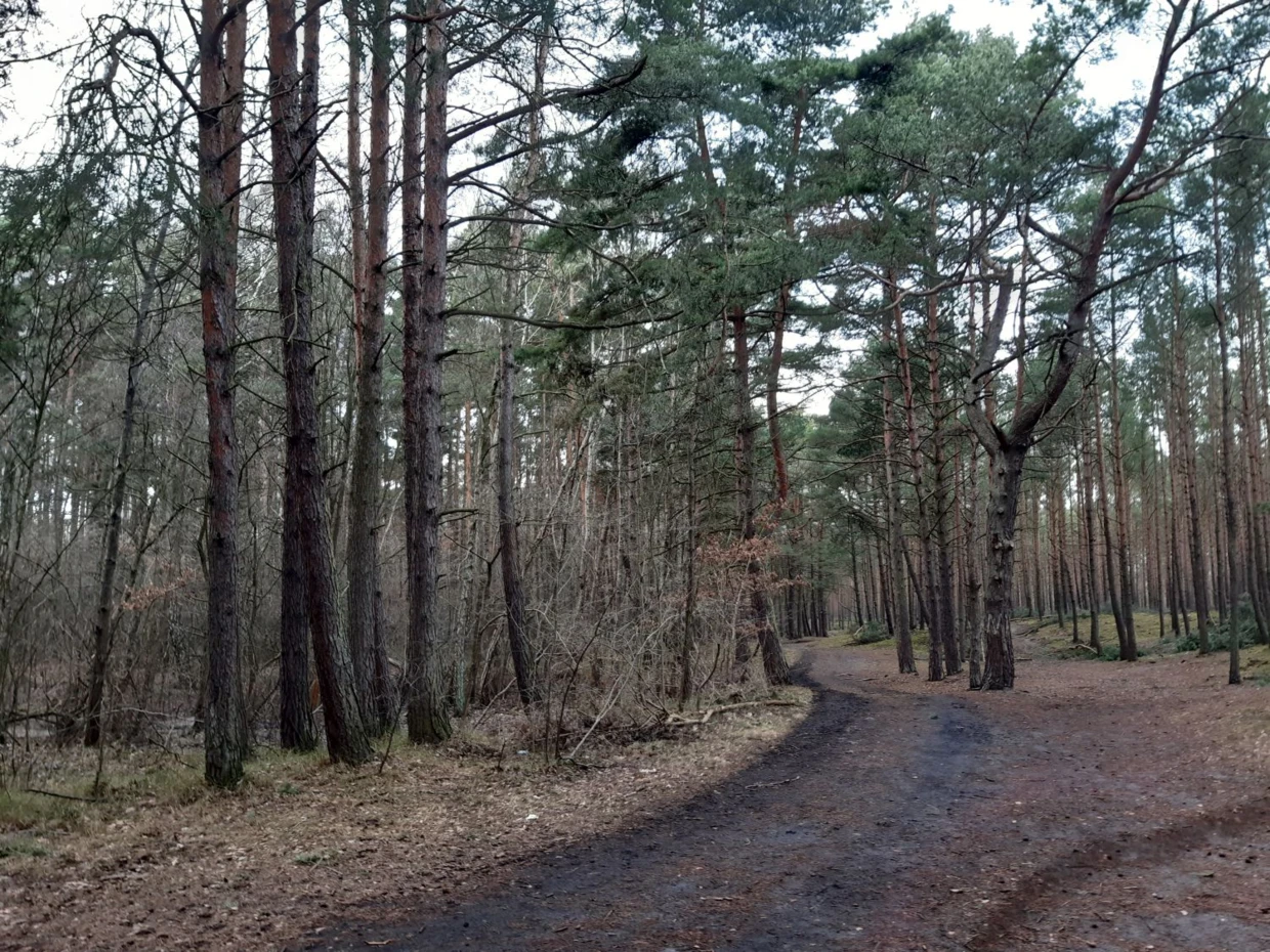 Bursztynowy Las – 12 ha ma zostać wycięte, by przygotować plac budowy pod FSRU. To koniec rekreacyjnego charakteru tego miejsca. Fot. Katarzyna Wiekiera