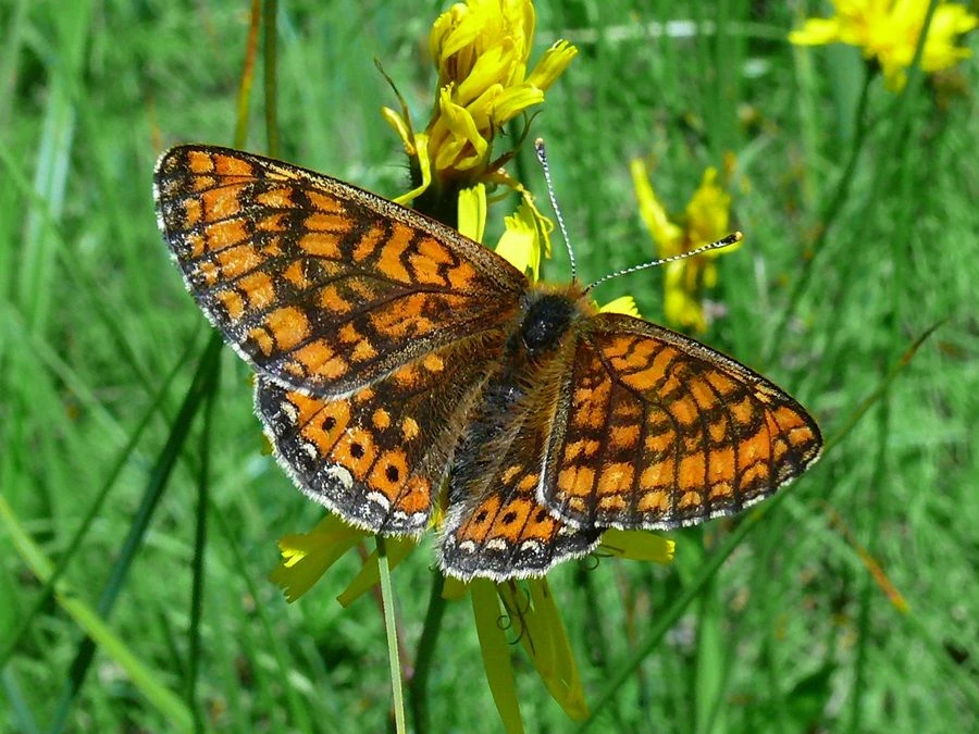 Przeplatka aurinia. Fot. Łukasz Misiuna
