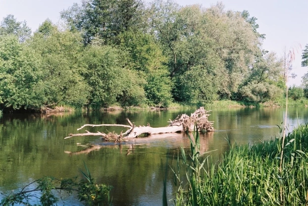Wieprz. Fot. Rafał Jasiński