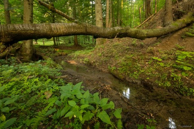 
Do dziś turnickie lasy nie są odpowiednio chronione. Pod ochroną jest zaledwie 3% terenu. Fot. Tomasz Nabiałkowski / Fundacja Dziedzictwo Przyrodnicze
