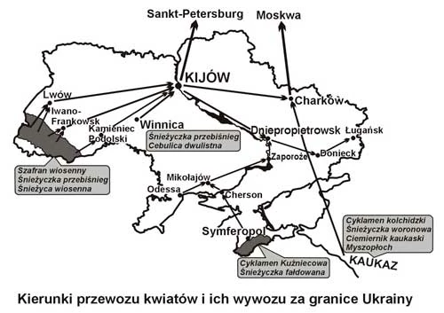 
Kierunki przewozu kwiatów i ich wywozu za granice Ukrainy. Opracowanie Krzysztof Wojciechowski
