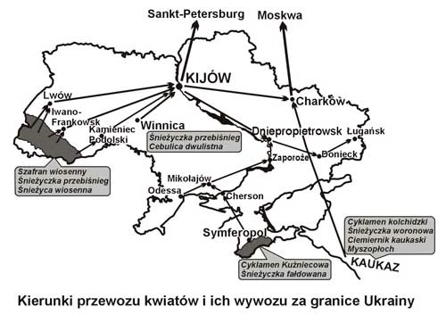 Kierunki przewozu kwiatów i ich wywozu za granice Ukrainy. Opracowanie Krzysztof Wojciechowski