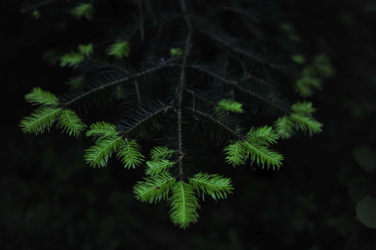 Jodła. Fot. Łukasz Misiuna