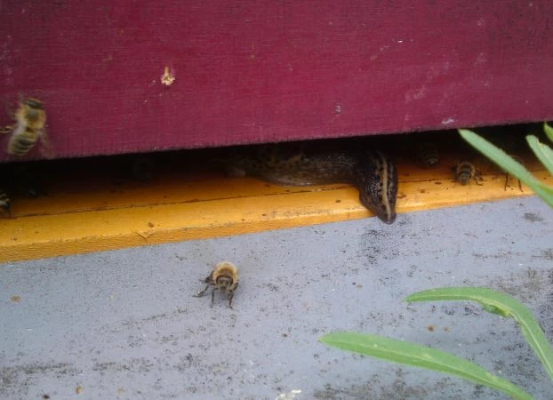 Inwazyjny Limax maximus wybrał się na rabunek. Fot. Bartosz Piechowicz