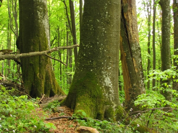 W karpackich pralasach królują sędziwe buki. Fot. Krzysztof Wojciechowski