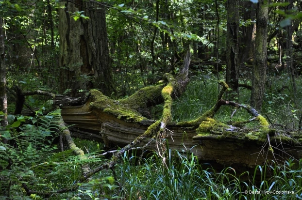 Puszcza Białowieska. Fot. Beata Hyży-Czołpińska