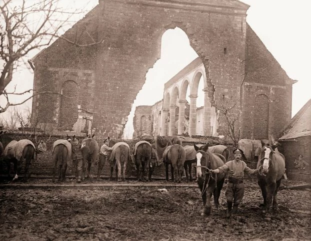 
Konie zakwaterowane pod gołym niebem, armia brytyjska, 1918. Klisza IMW, nr katalogowy Q8446
