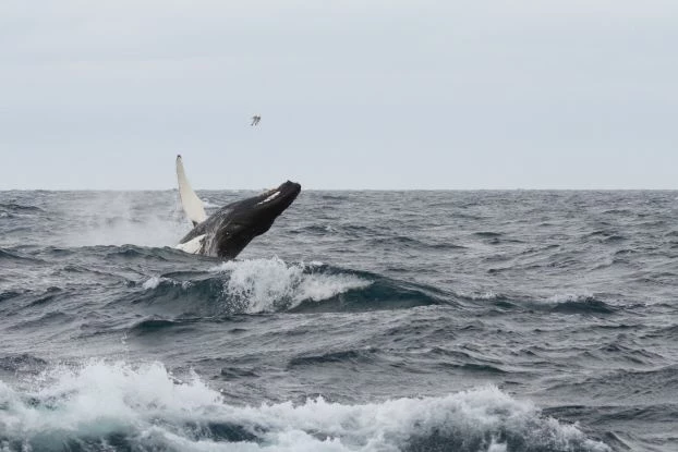 Po 50 latach ochrony, populacja humbaków na Atlantyku wróciła prawdopodobnie do liczebności sprzed połowów. Ten gatunek żywi się głównie rybami a nie krylem, więc jego znaczenie dla funkcjonowania ekosystemu jest inne niż jego większych kuzynów. Fot. Kajetan Deja