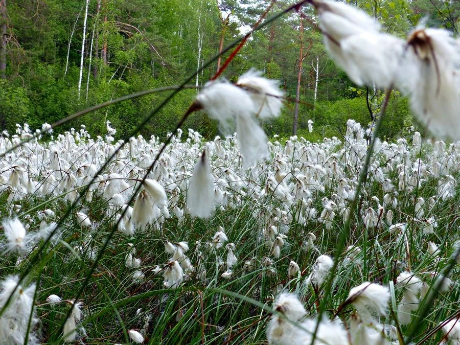 Wełnianki. Fot. Łukasz Misiuna