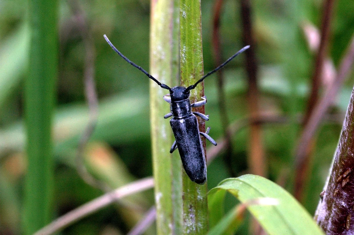 Ziolarka bylicowa (Phytoecia nigricornis) – wielka rzadkość w Polsce. Fot. Marcin Wilga