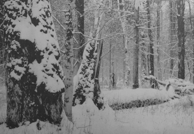 Puszcza Białowieska. Fot. Ryszard Kulik