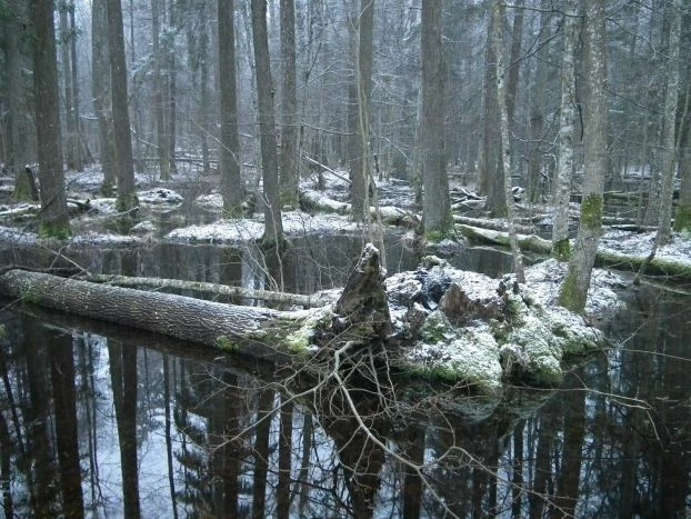 
Puszcza Białowieska, las gospodarczy. Fot. Ryszard Kulik
