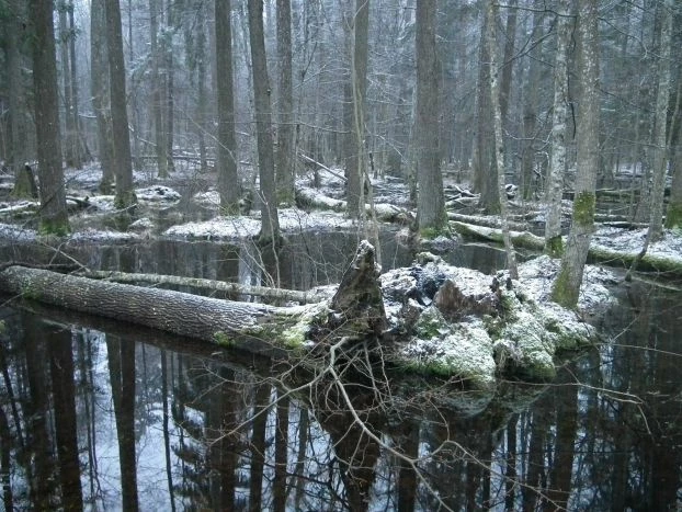 Puszcza Białowieska, las gospodarczy. Fot. Ryszard Kulik