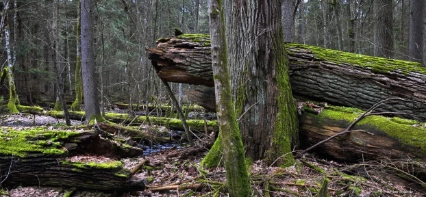 Puszcza Białowieska. Fot. Beata Hyży-Czołpińska