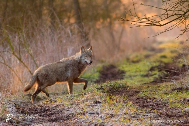 Fotografowanie dużych drapieżników bez dokarmiania jest trudne, ale możliwe. Fot. Sebastian Sołtyszewski, ZPFP