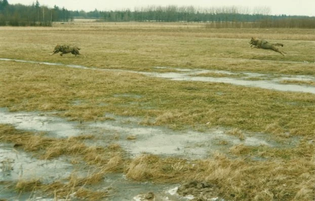 
Wilki – to zdjęcie znalazło się na pocztówce wydanej przez Pracownię na rzecz Wszystkich Istot w 1997 roku w szczytowym okresie kampanii dla ochrony wilków. Fot. Janusz Korbel
