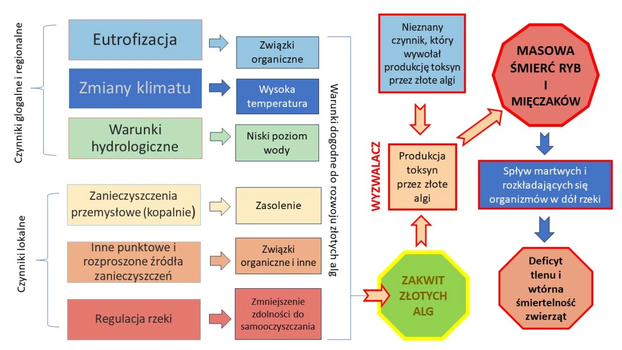 Schemat ilustrujący przyczyny i przebieg katastrofy na Odrze latem 2022 r. Źródło: Szlauer-Łukaszewska A., Ławicki Ł., Engel J., Drewniak E., Ciężak K., Marchowski D. 2024. Quantifying a mass mortality event in freshwater wildlife within the Lower Odra River: Insights from a large European river. „Science of the Total Environment” 907: 167898.